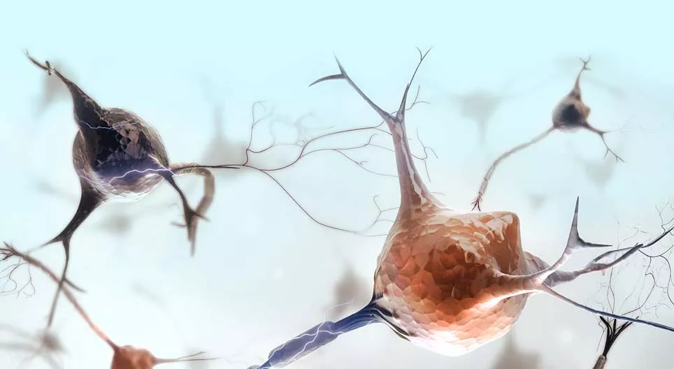 Koje su karakteristike mišićnog tkiva?