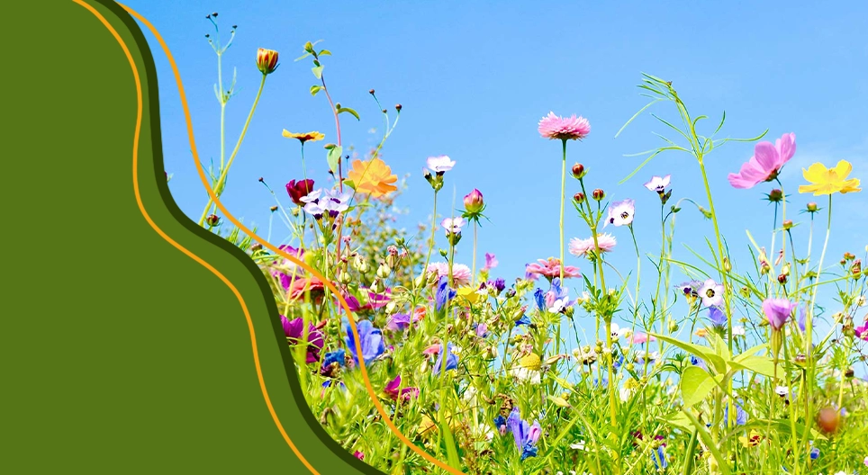 Životni ciklus cvjetnjača