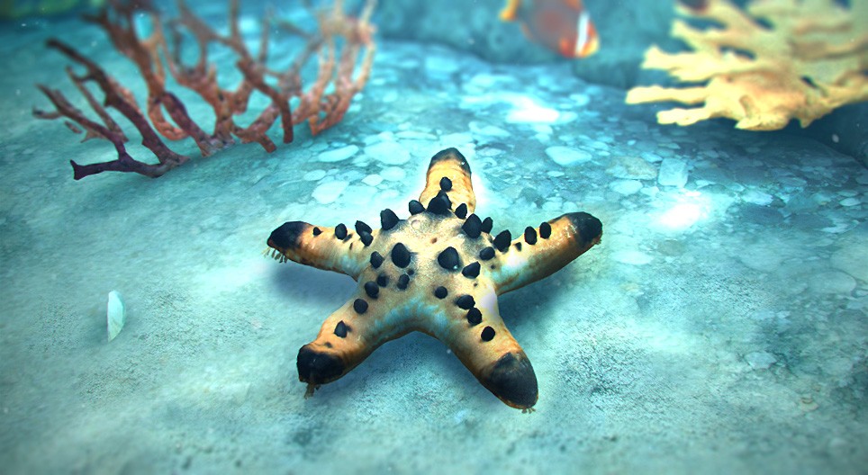 Sea star