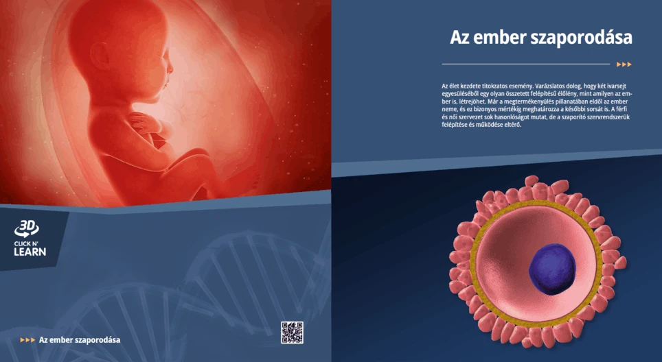 Az ember szaporodása