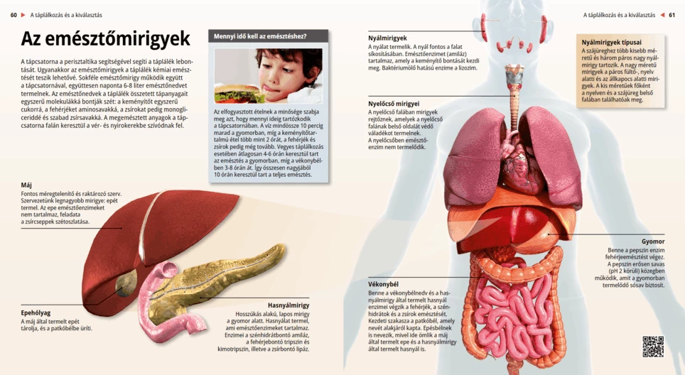 Az emésztőmirigyek