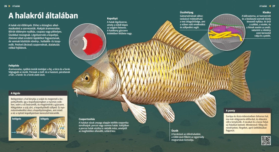 A halakról általában
