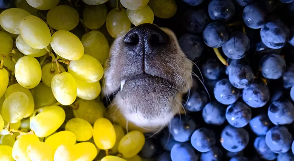 Miért együnk szőlőt?