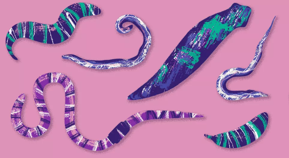 Láthatatlan állatok: a férgek