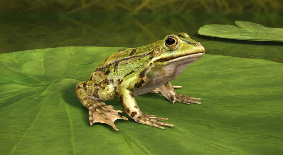 Kecskebéka