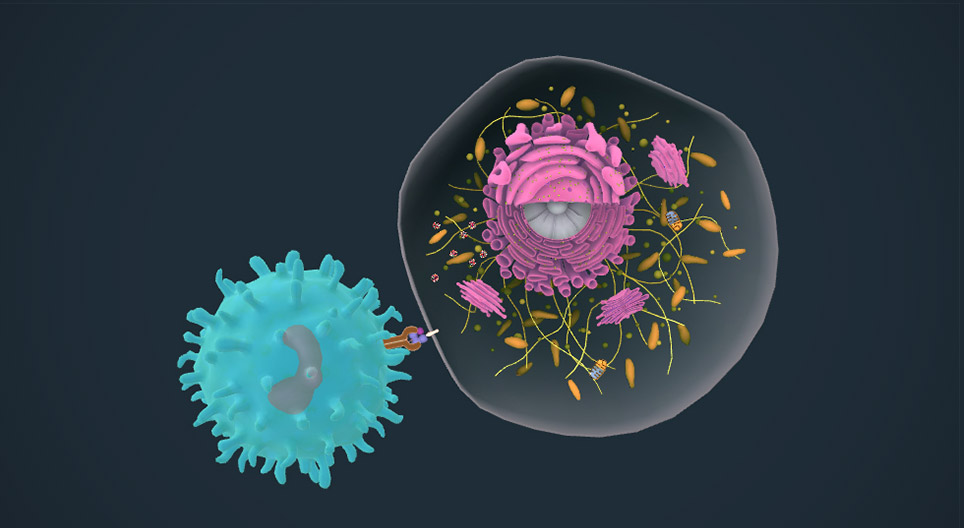 Antigének felismerése és prezentálása