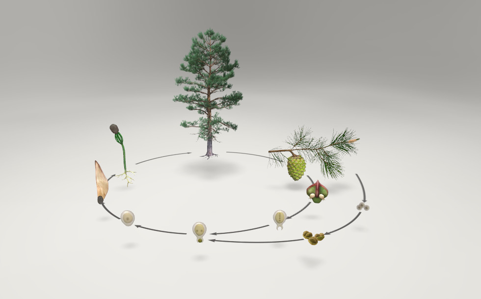 Анальды жыныстық қатынас - күнә және тәубе.