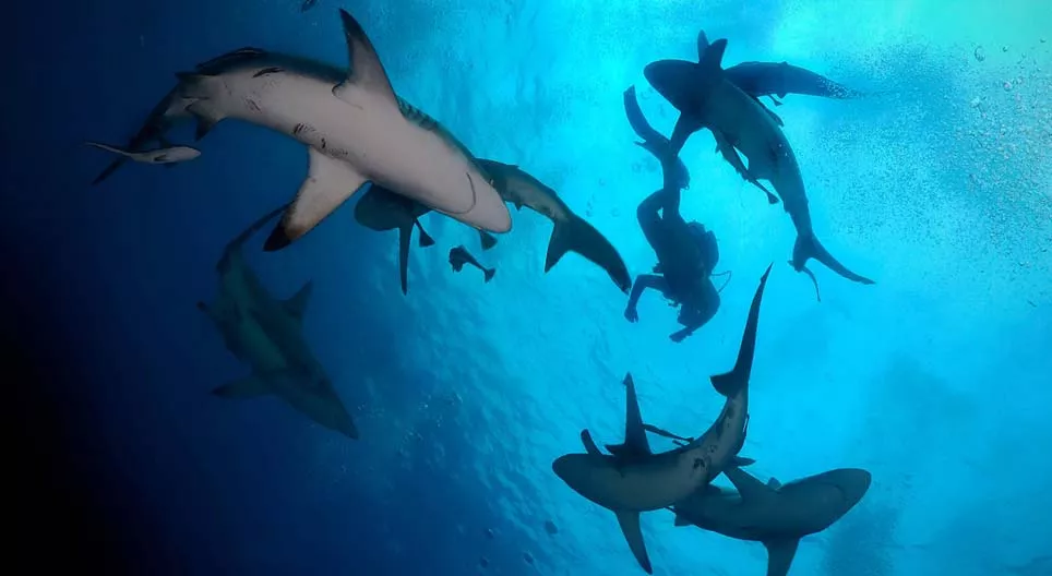 다이빙해 볼래요?