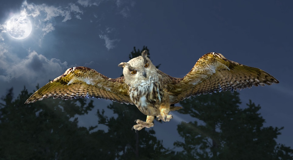 유라시아 수리부엉이