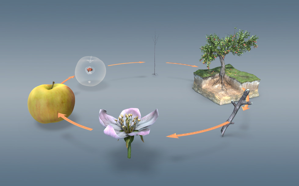 Есекті, мүшені және аяқты жалап жатқан бейне