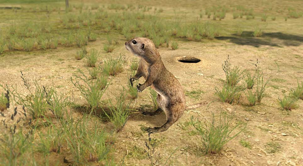 European ground squirrel