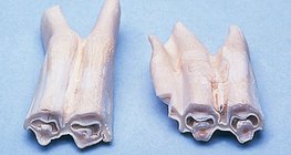 Molars of a herbivore