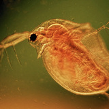Cladocera (Water flea)