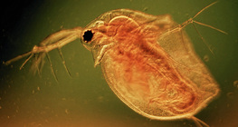 Cladocera (Water flea)