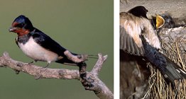 Barn swallow