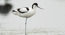 Pied avocet