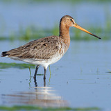 Black-tailed godwit