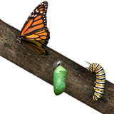 From caterpillar to butterfly