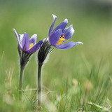 Greater pasque flower