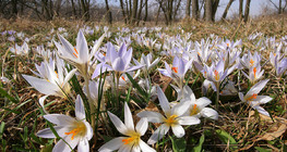 Crocus reticulatus