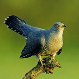 Common cuckoo