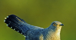 Common cuckoo