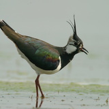 Northern lapwing