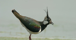 Northern lapwing