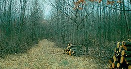 Thining in a young forest