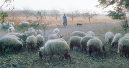 Racka sheep with spiral-shaped horns