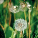 Common dandelion