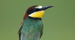European bee-eater