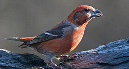 Common crossbill (male)
