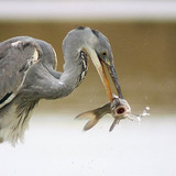 Grey heron fishing