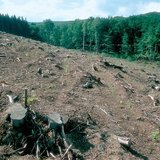 Clearcutting