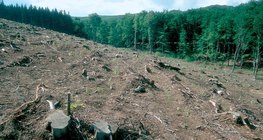 Clearcutting