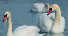 Mute swans