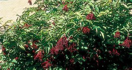 European black elder