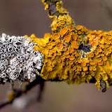 Common orange lichen (Xanthoria parietina)