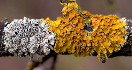Common orange lichen (Xanthoria parietina)