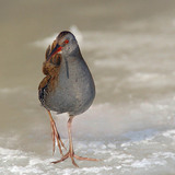 Water rail