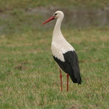 Stork
