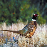Pheasant