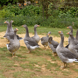 Geese
