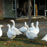 Geese