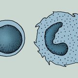 Клетките на имунната система