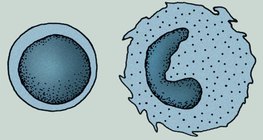 Cells of the immune system