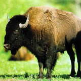 Бизон