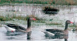 Greylag geese