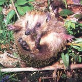 Hedgehog rolling up – 1